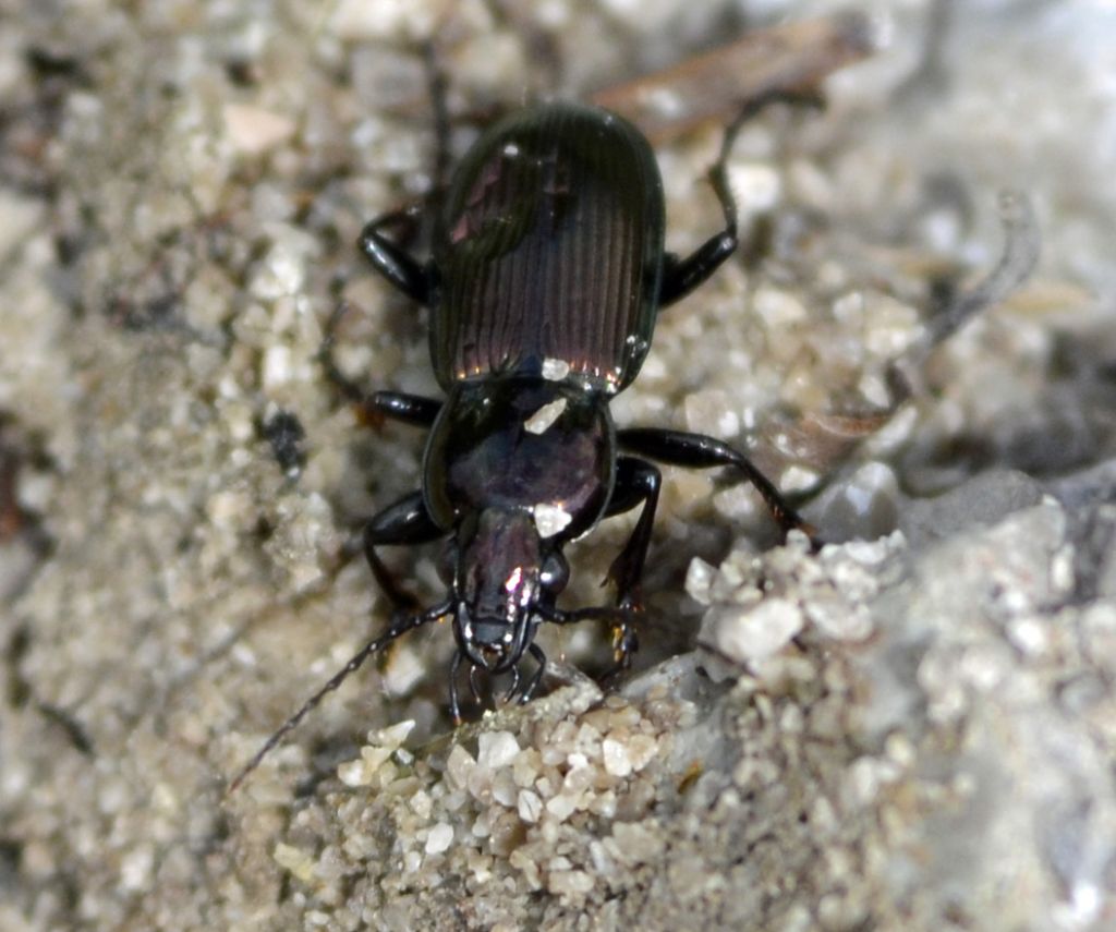 Macropoecilus lepidus gressorius